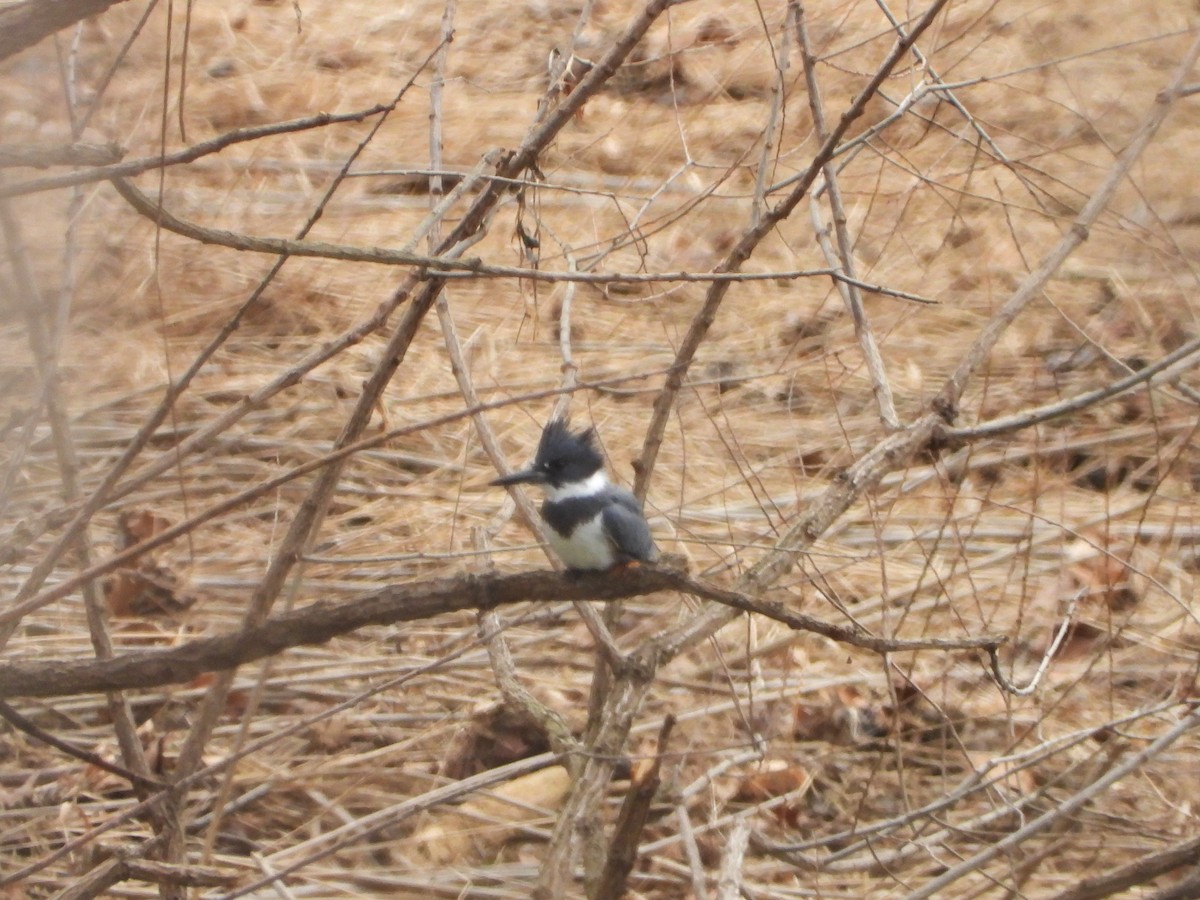 Belted Kingfisher - ML422409671