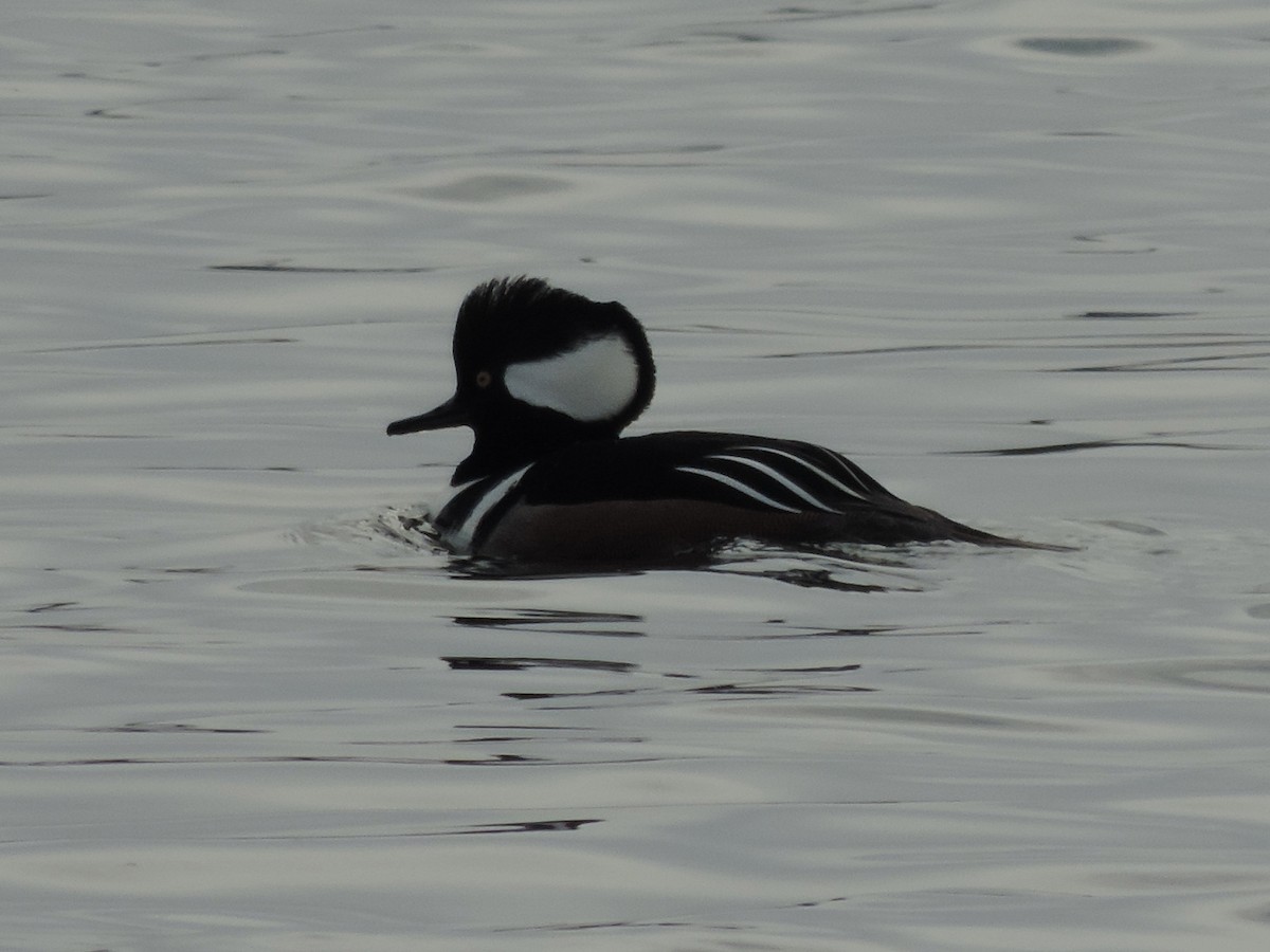 Hooded Merganser - Rich Brown