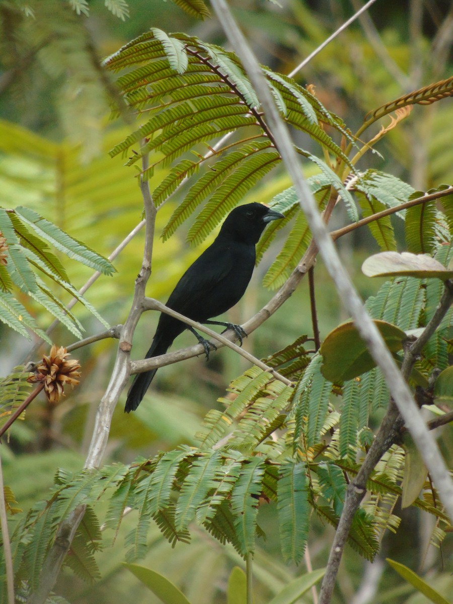 Red-shouldered Tanager - ML422411771