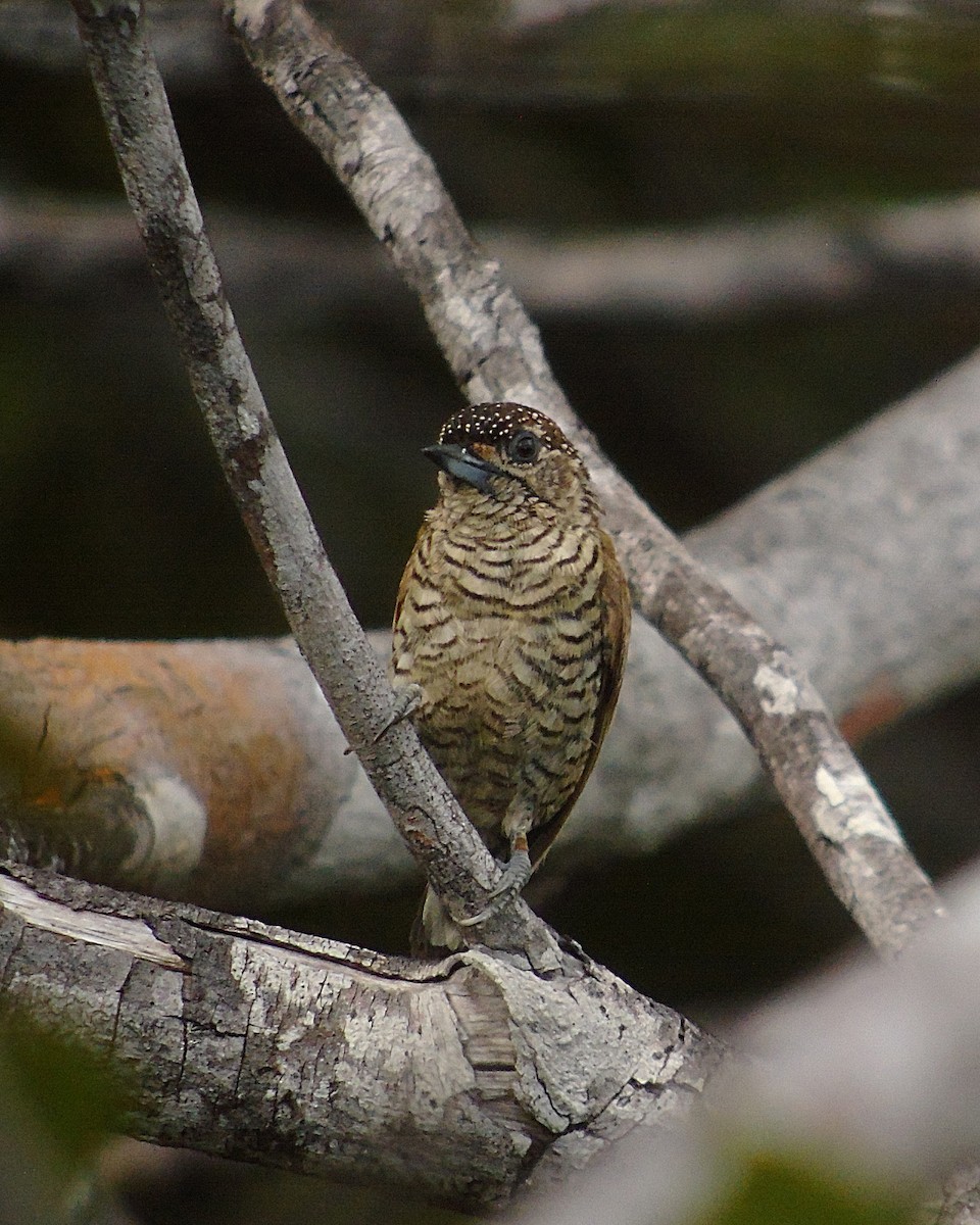 Orinoco Piculet - ML422411941