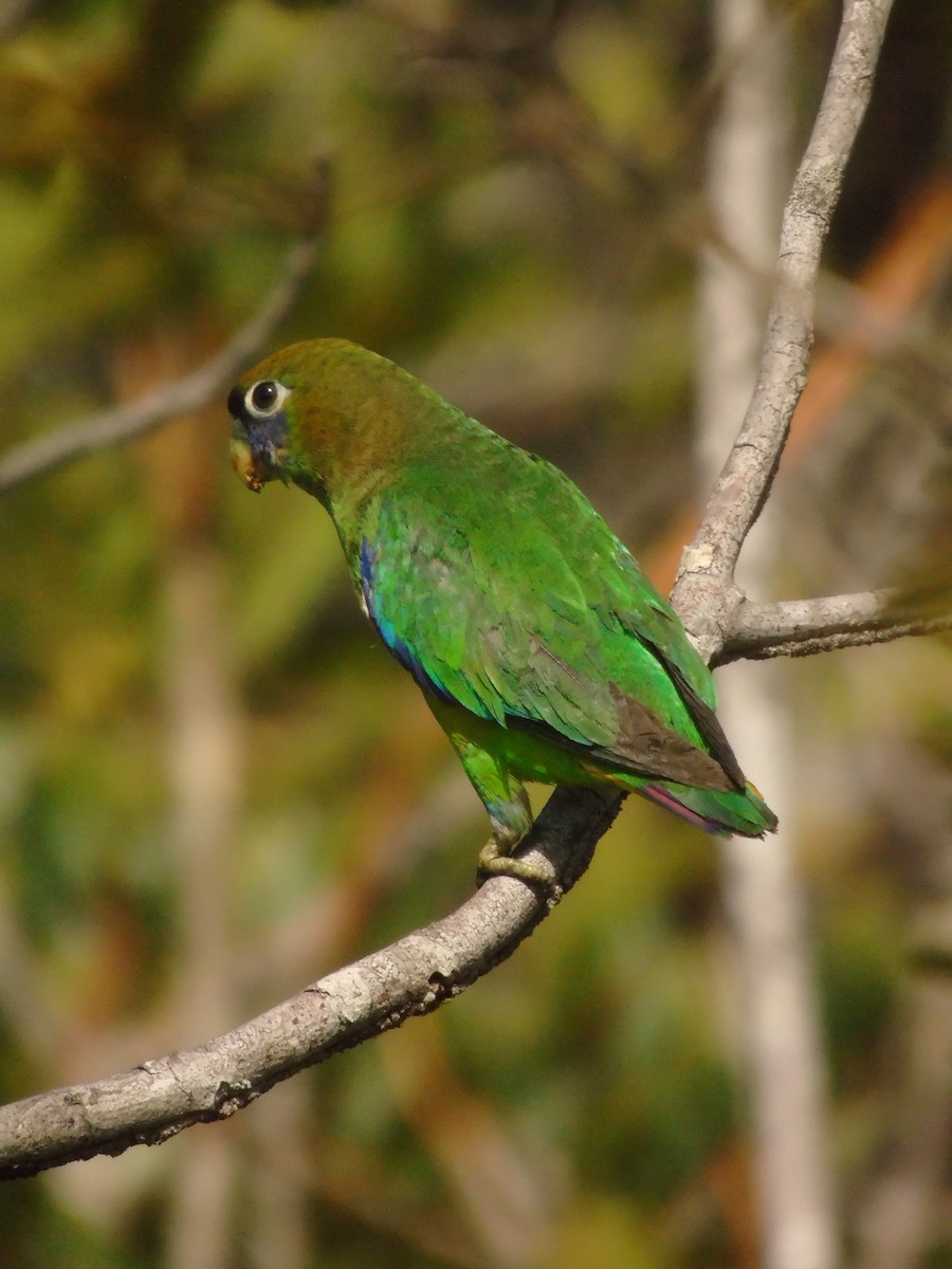 クロビタイイロオインコ - ML422412231