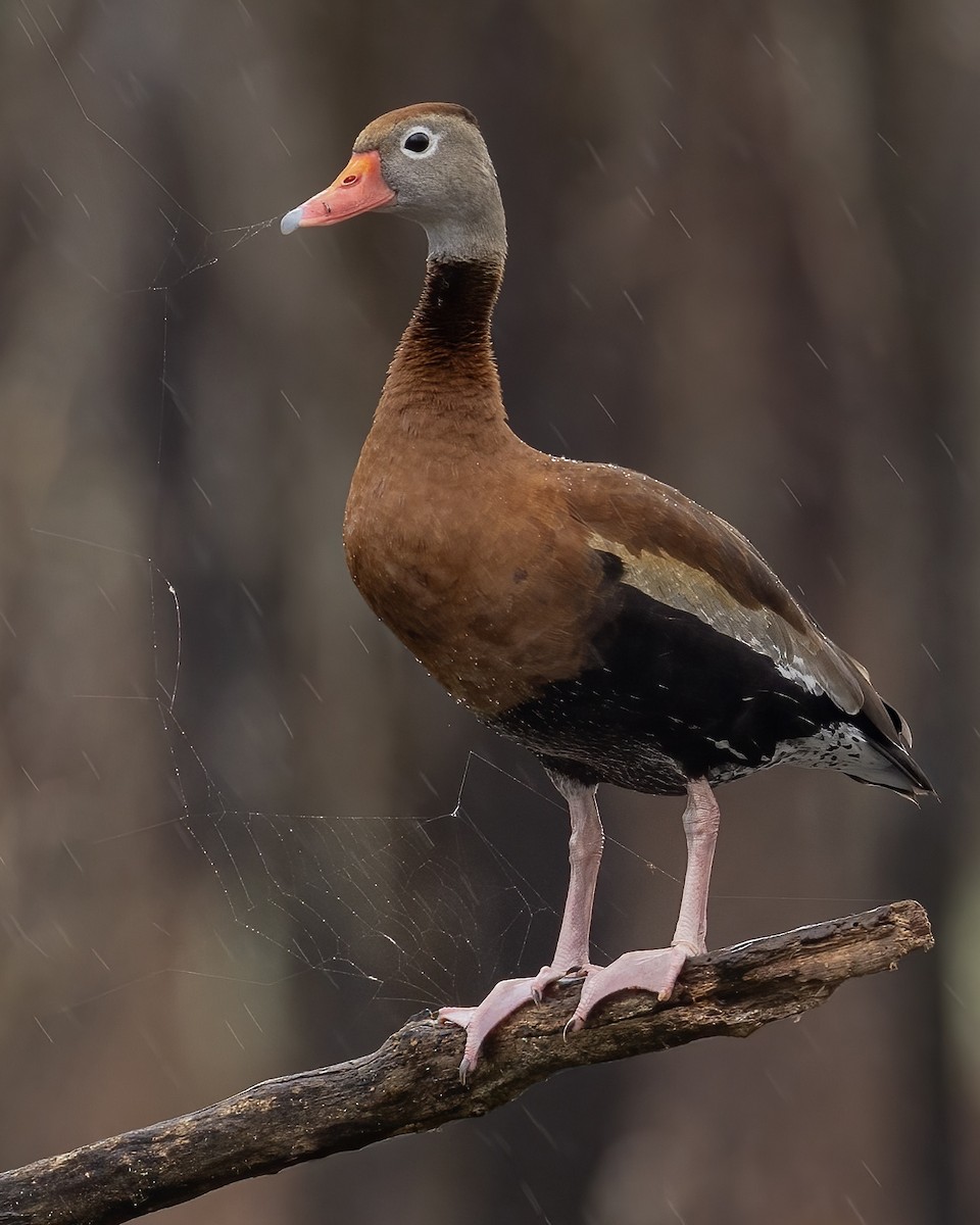 Black-bellied Whistling-Duck - ML422412781