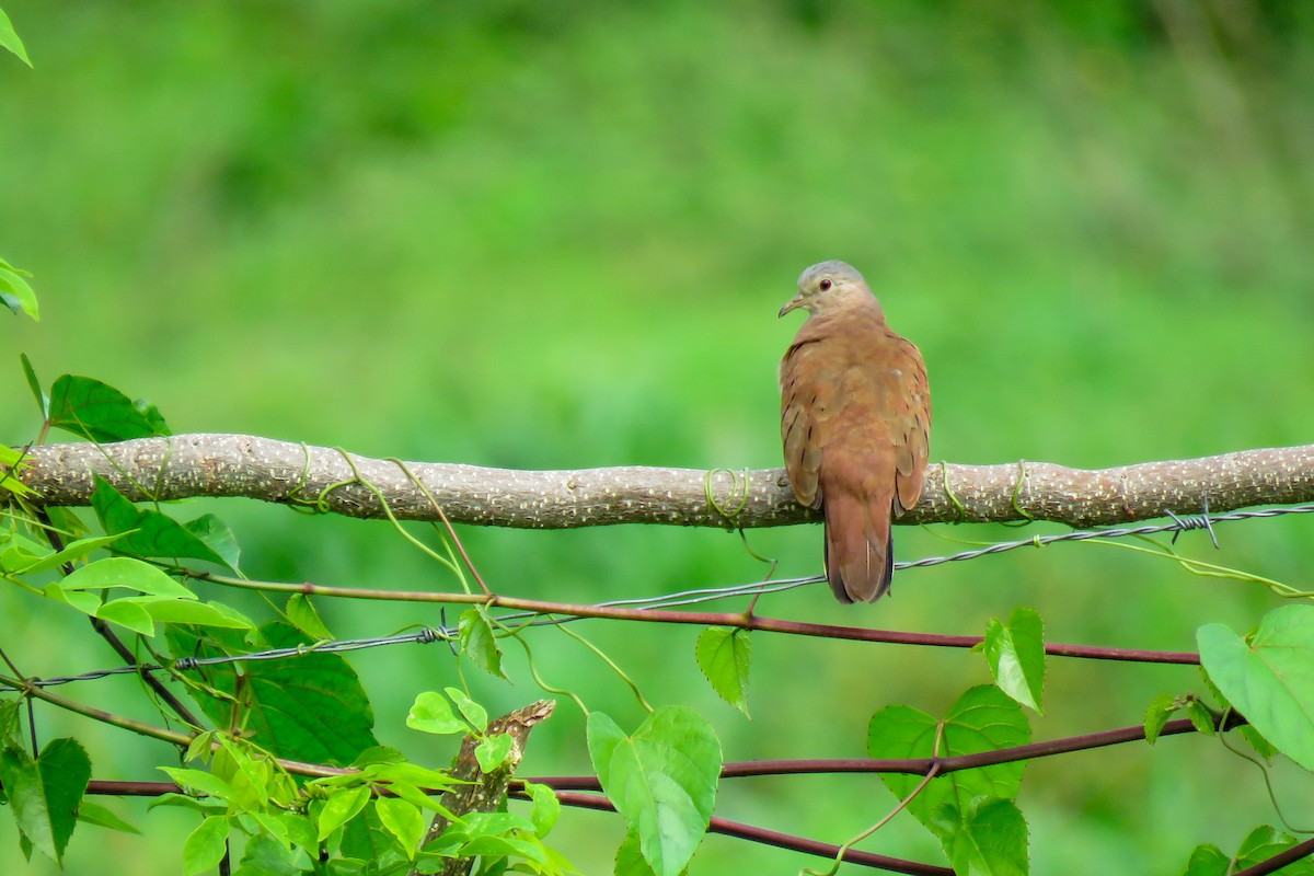 Ruddy Ground Dove - ML422412941