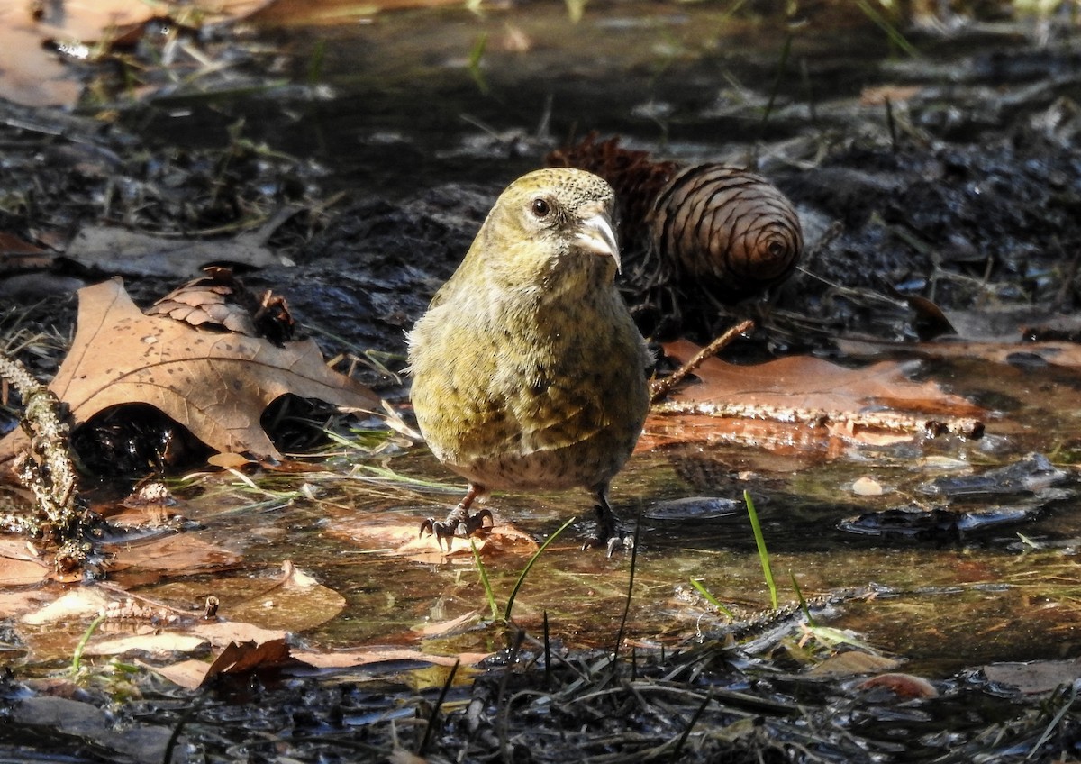 White-winged Crossbill - Alyssa Pyman