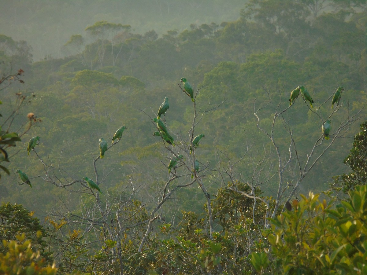 Amazona Harinosa - ML422413221