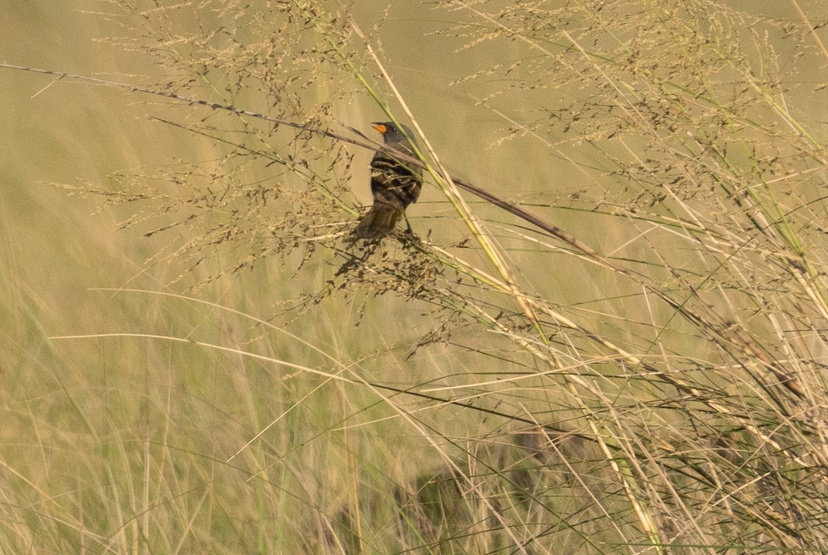 Great Pampa-Finch - ML422414861