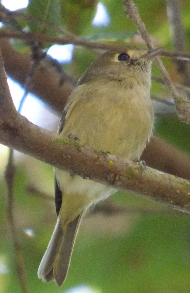 Hutton's Vireo - ML422414971