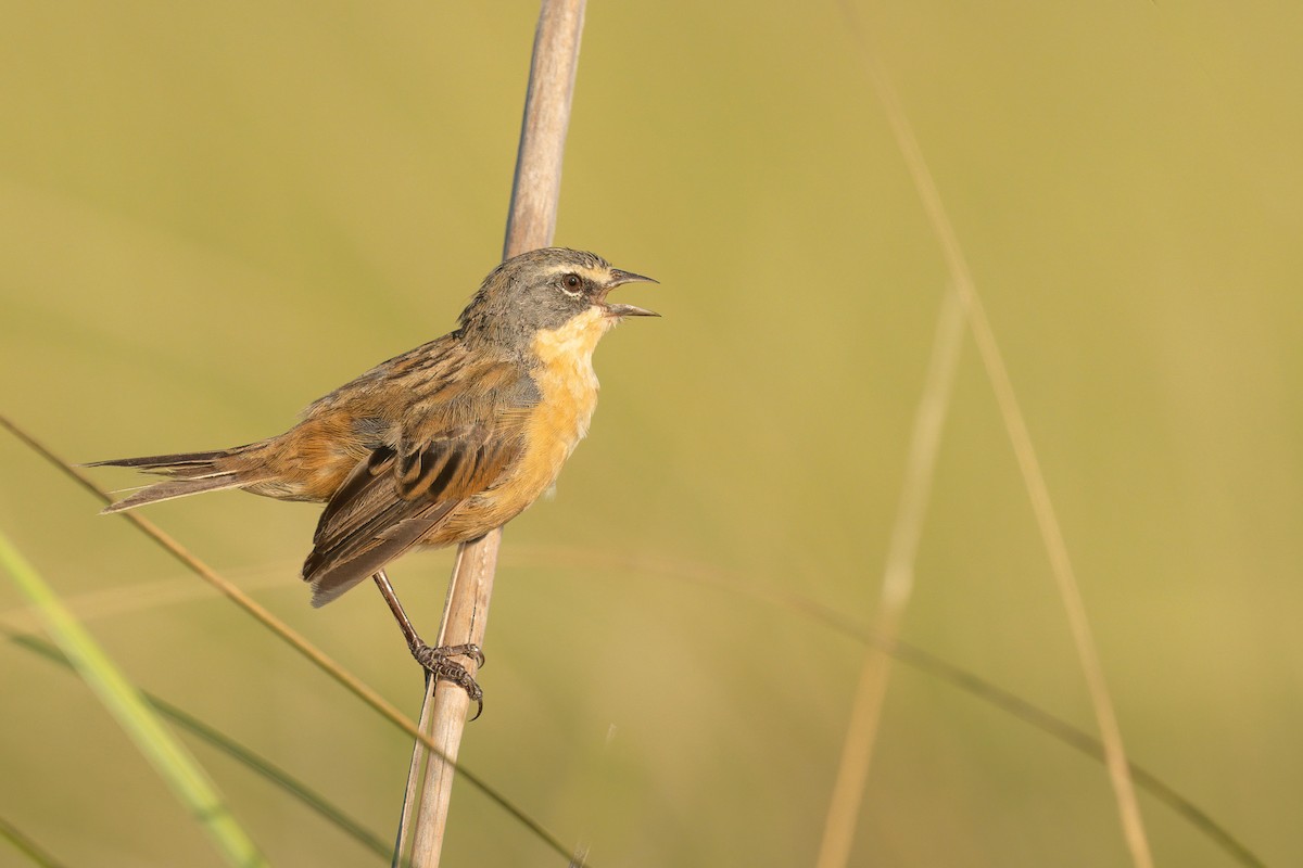 Long-tailed Reed Finch - ML422415131