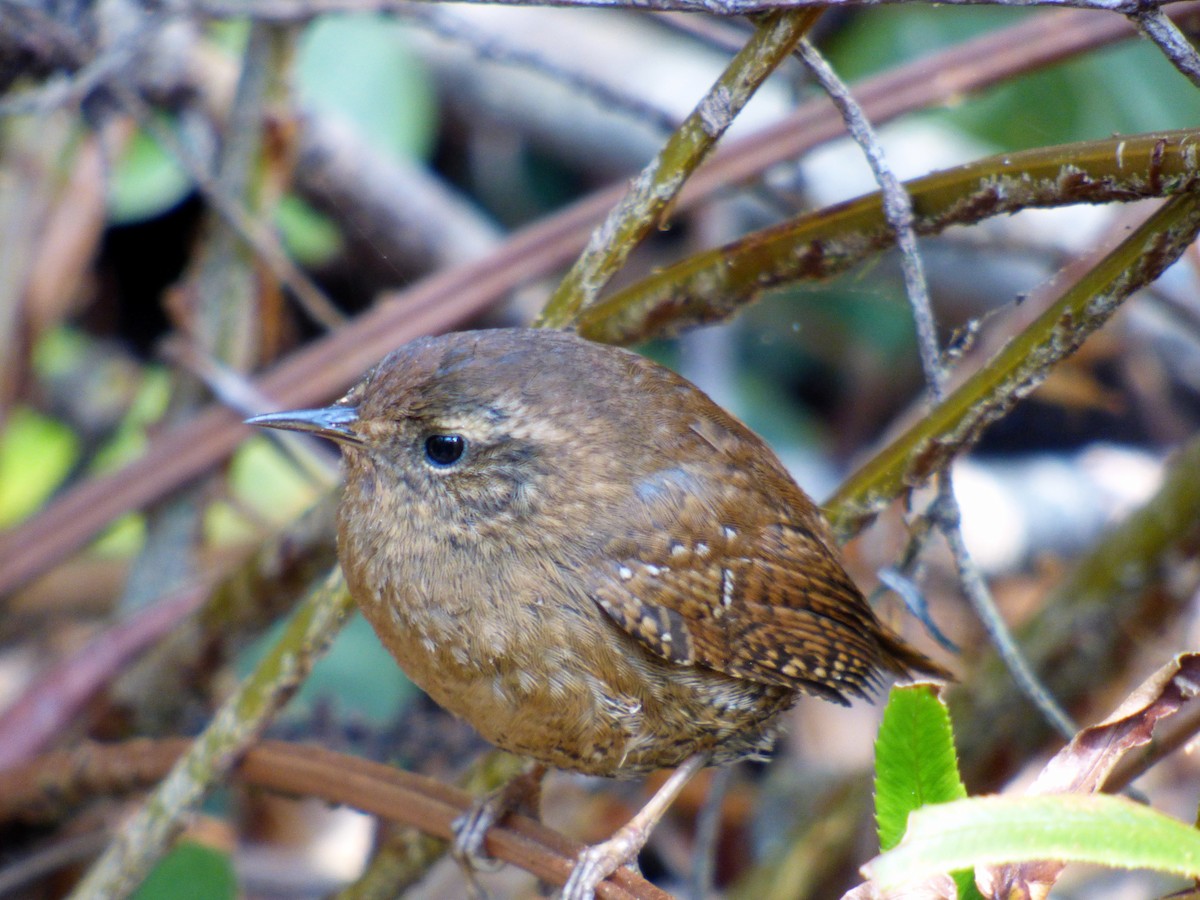 Pacific Wren - ML422415151