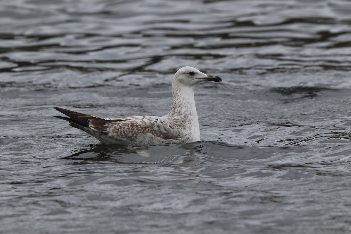 Caspian Gull - ML422415381