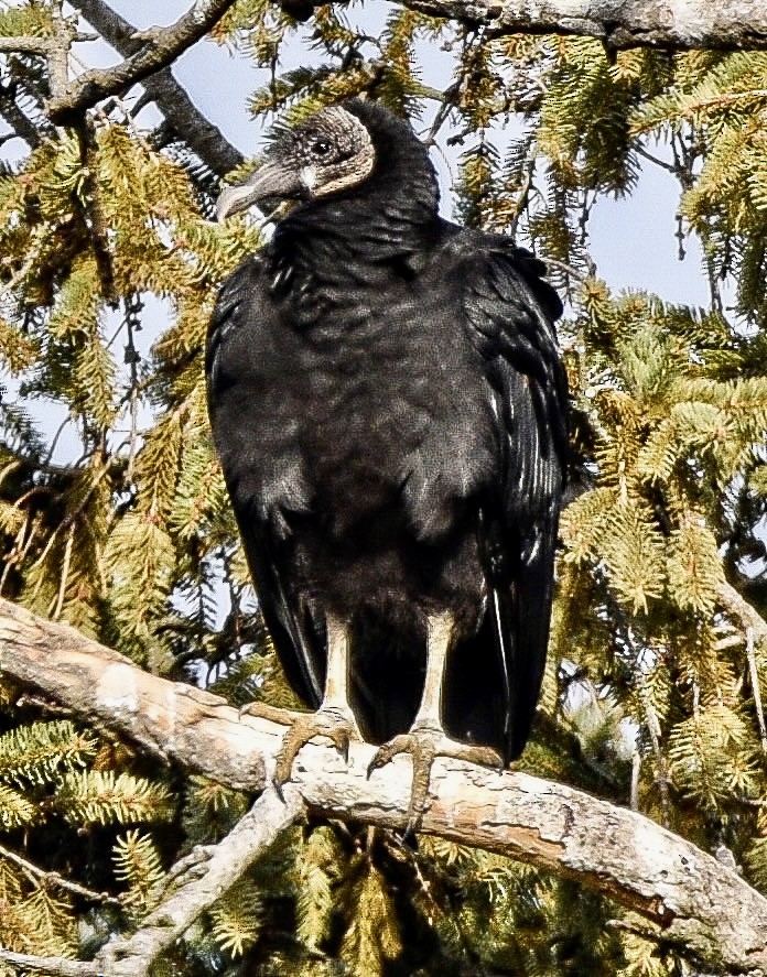 Black Vulture - ML422415991