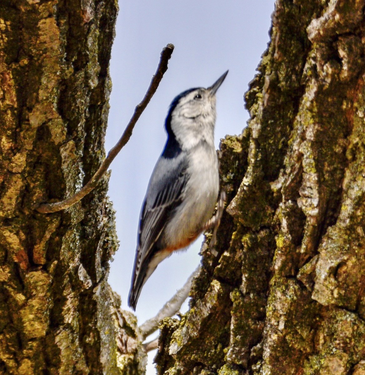 White-breasted Nuthatch - ML422416301