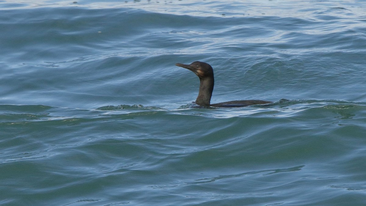 Brandt's Cormorant - ML422416821