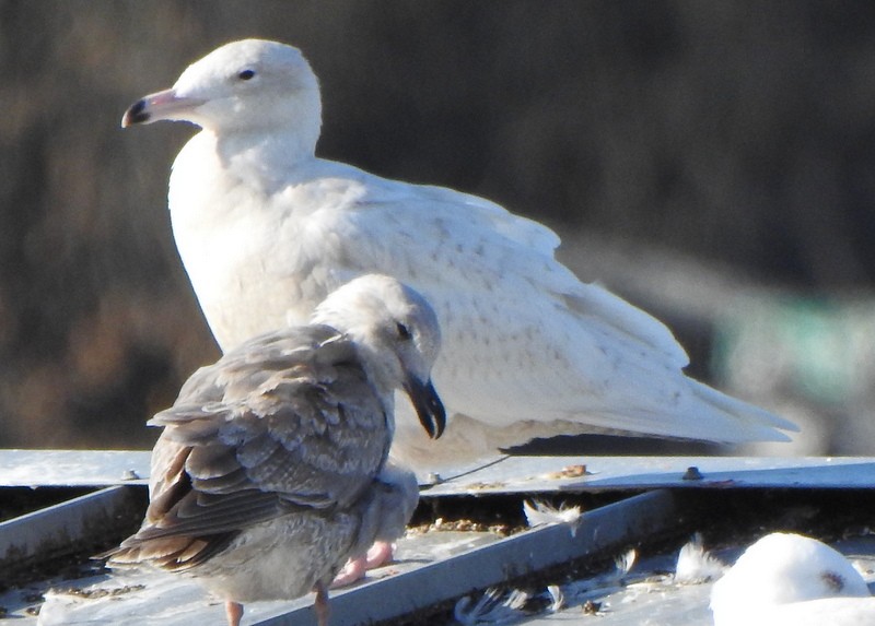 Glaucous Gull - ML422421191