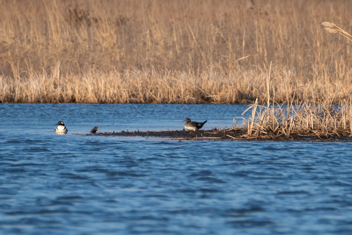 Hooded Merganser - ML422421361