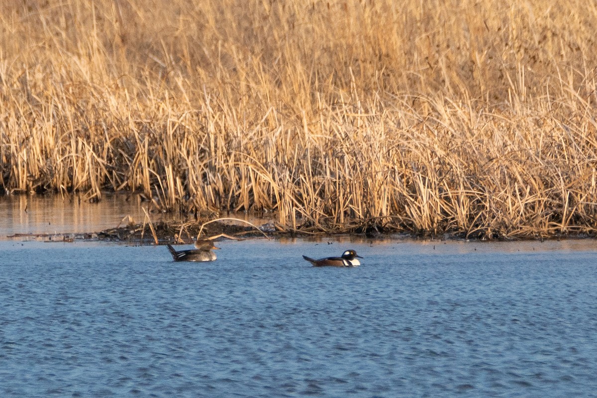 Hooded Merganser - ML422422581