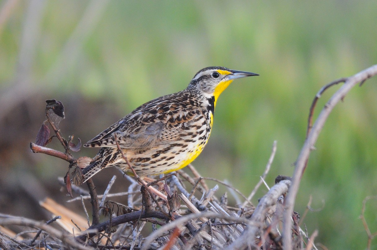 Western Meadowlark - ML422424101