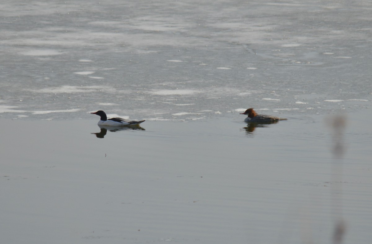 Common Merganser - ML422425051