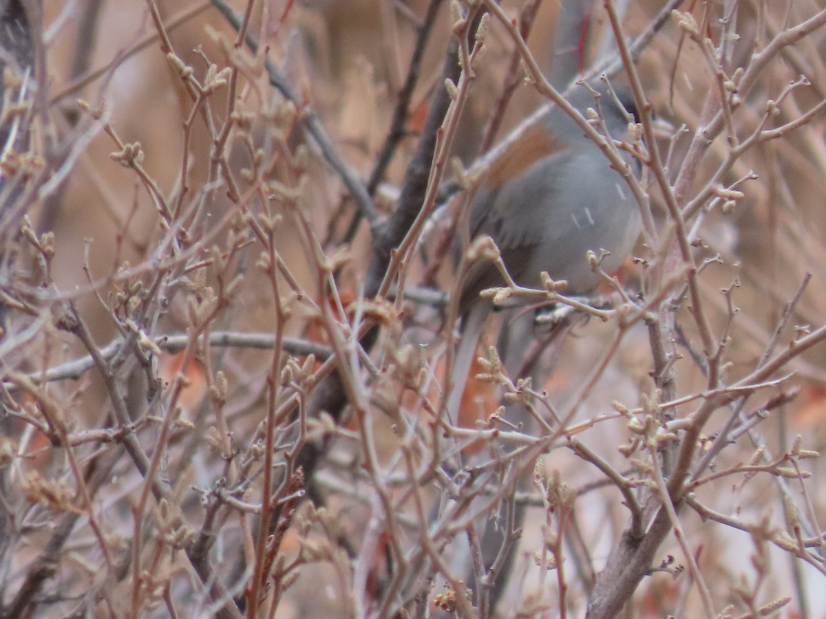 Junco ardoisé (caniceps) - ML422425221