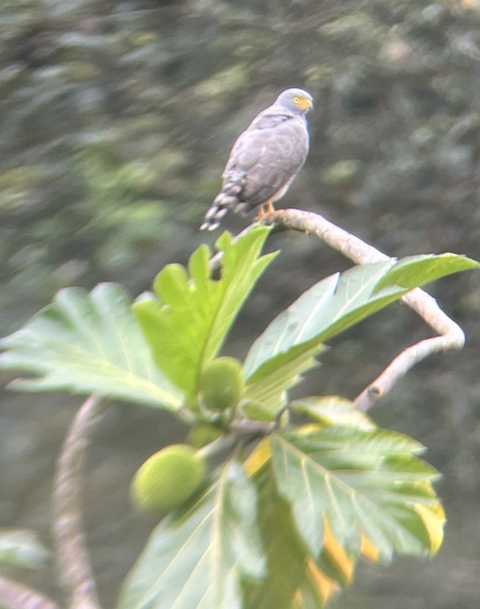 Roadside Hawk - Felix Perdue