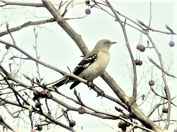 Northern Mockingbird - ML422427391