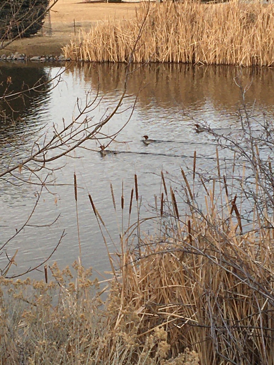 Common Merganser - ML422428481