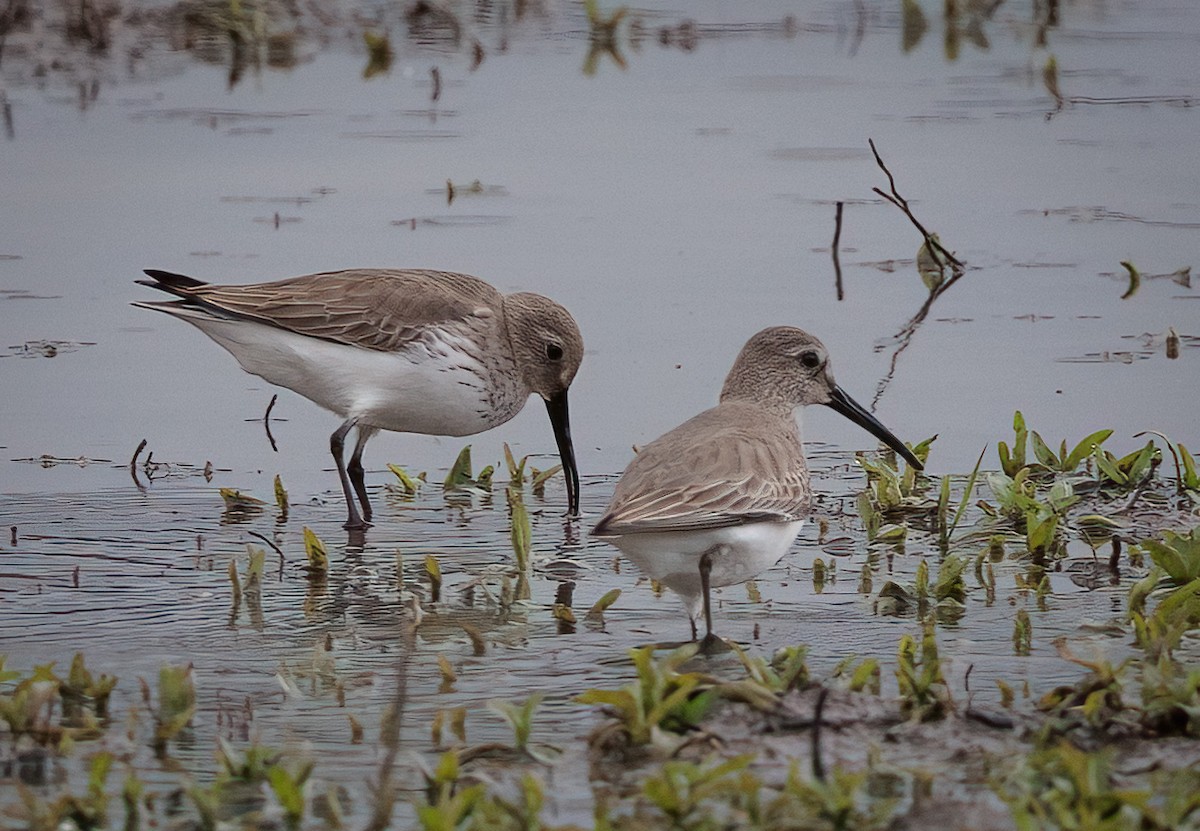 Dunlin - Roger Windemuth