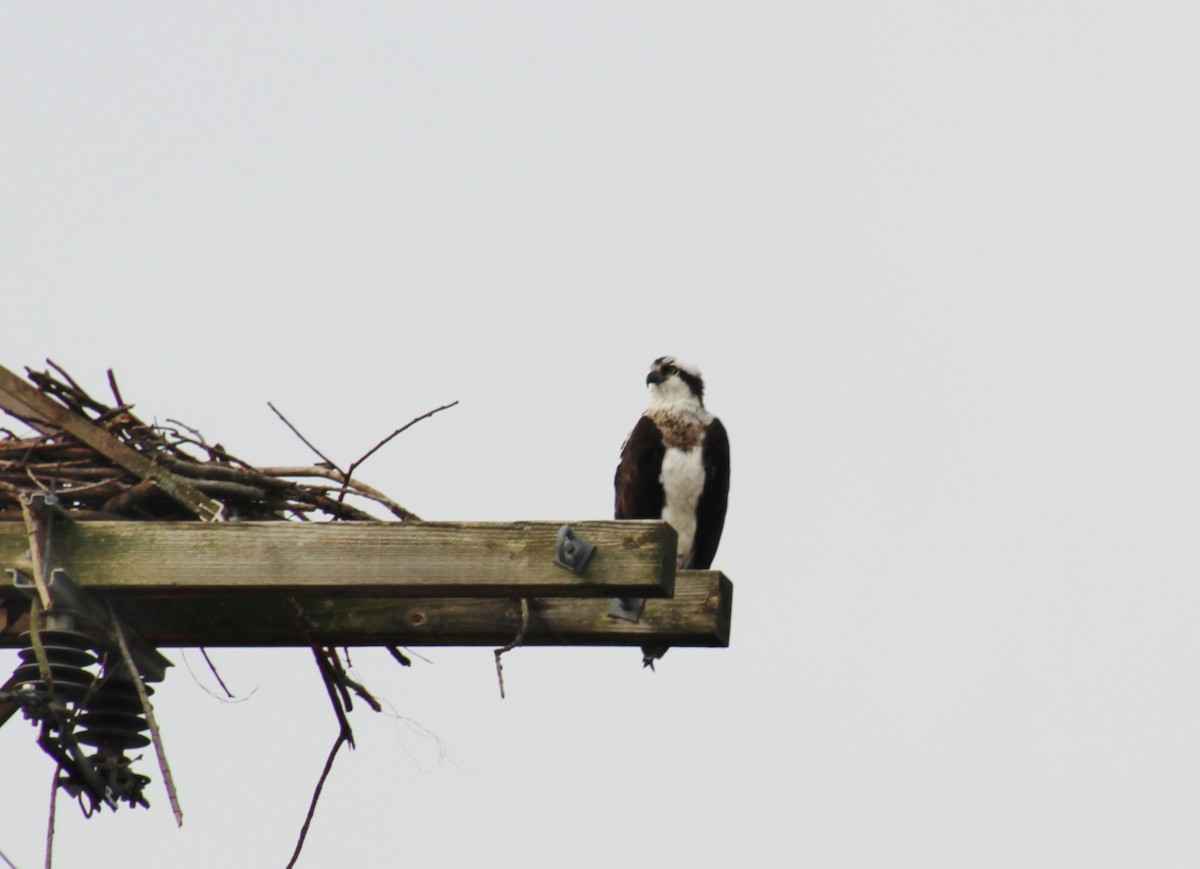 Osprey - ML422428821