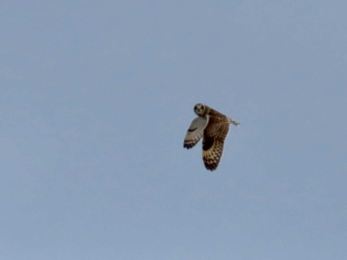 Short-eared Owl - Marjorie Watson