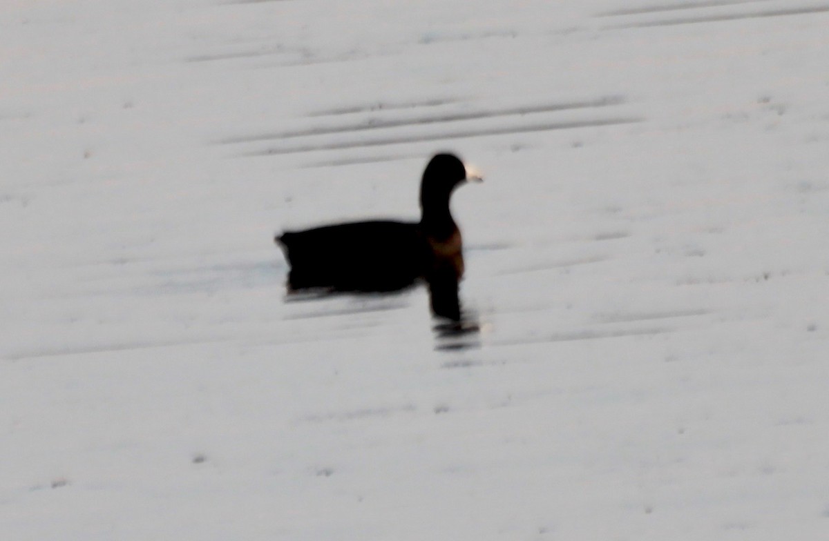 American Coot - ML422430171