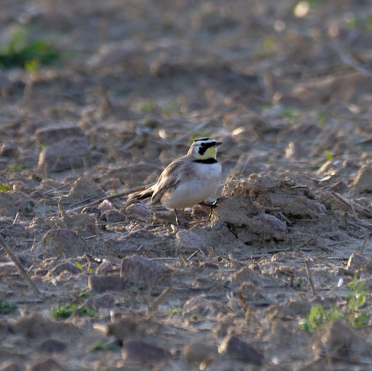 Horned Lark - ML422430571