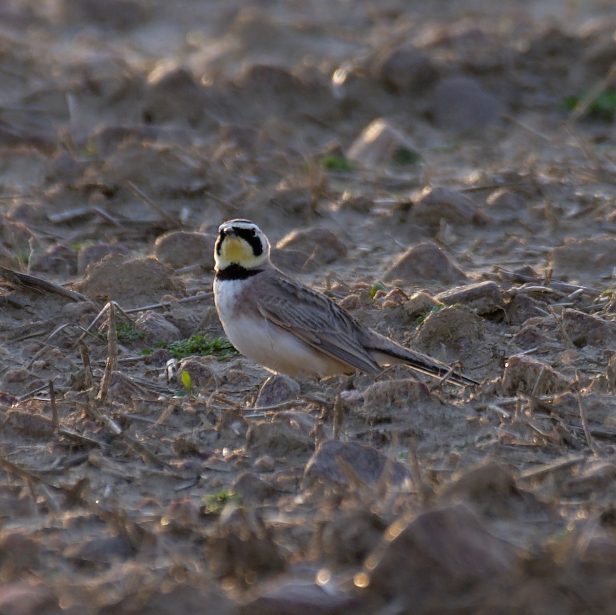 Horned Lark - ML422430721