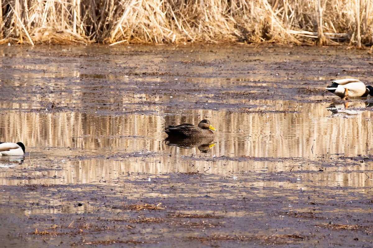 Mallard x American Black Duck (hybrid) - ML422432091