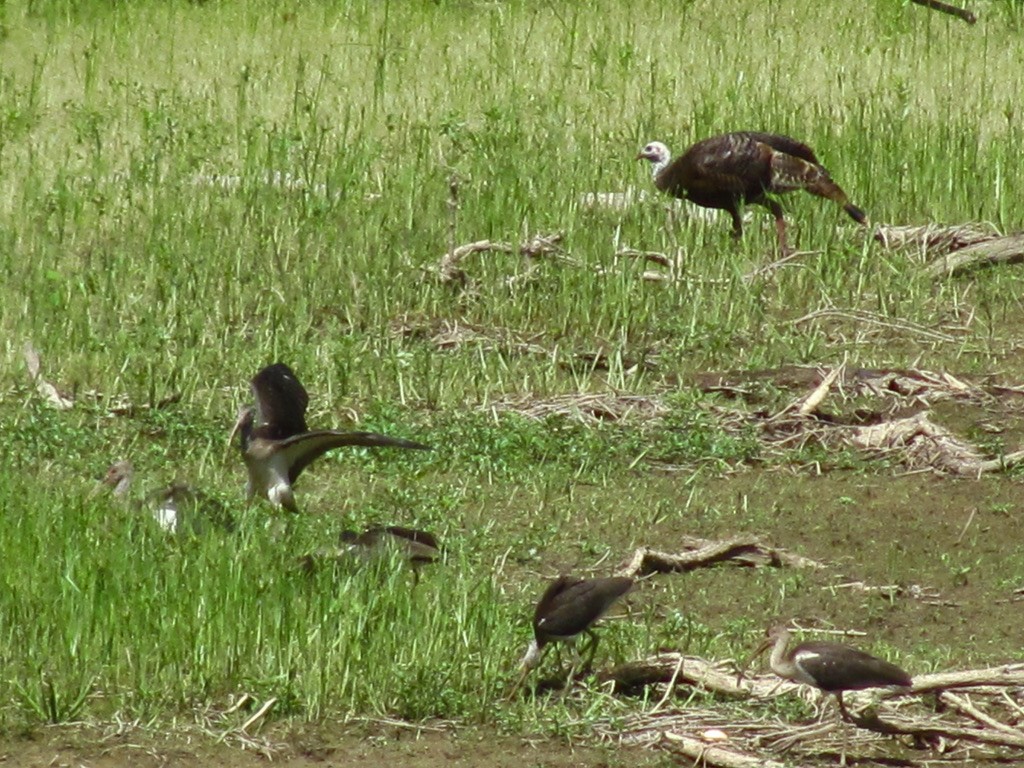 White Ibis - Kevin Markham