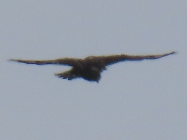 Buteo sp. - ML422433591