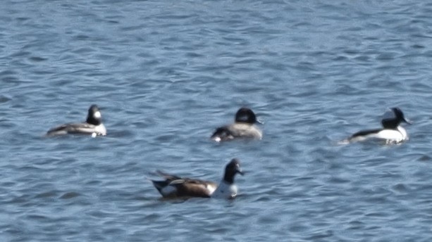 Bufflehead - ML422436321