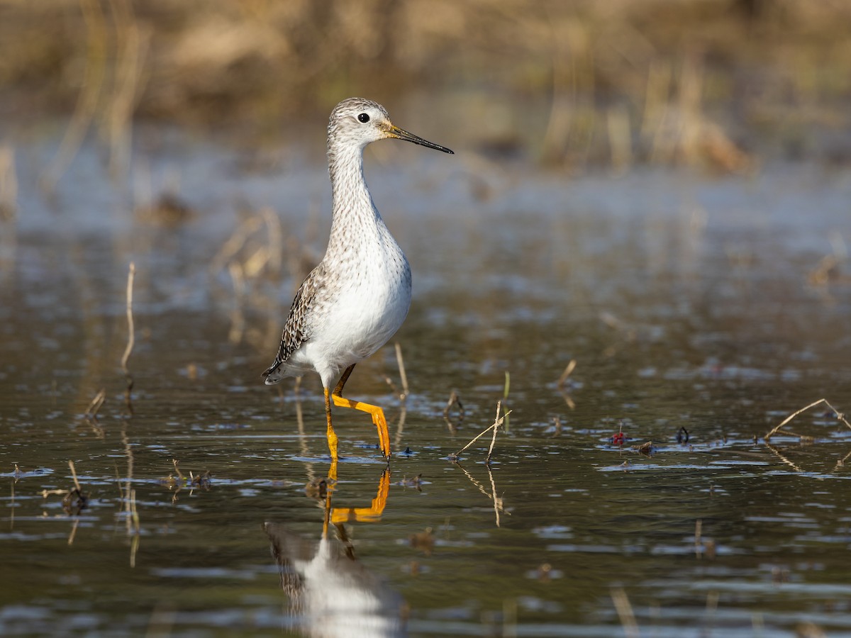 Lesser Yellowlegs - ML422437501