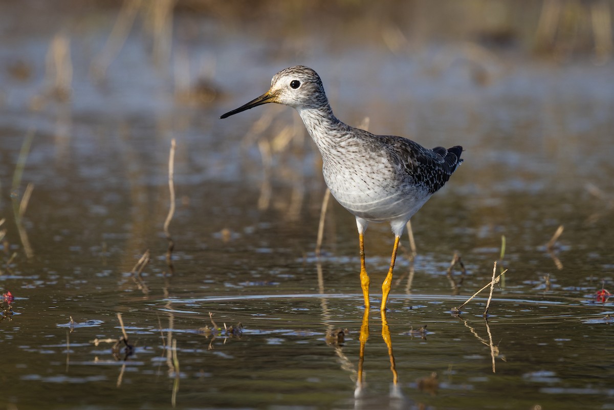 Lesser Yellowlegs - ML422437611