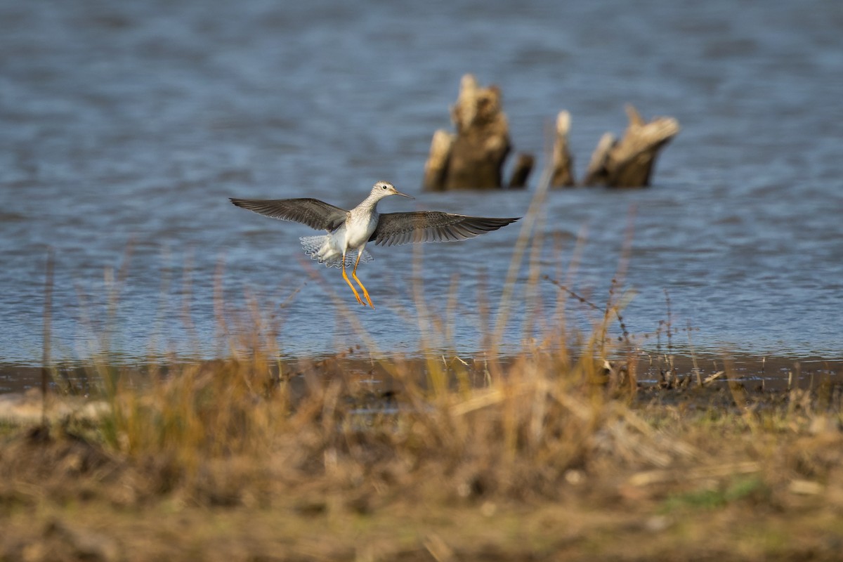 Lesser Yellowlegs - ML422437721