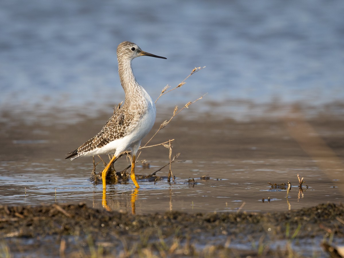Lesser Yellowlegs - ML422437801