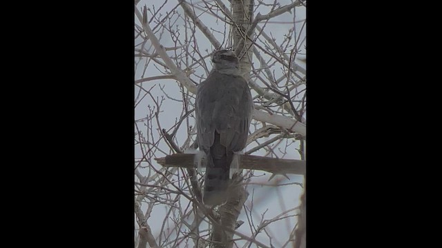 American Goshawk - ML422438431