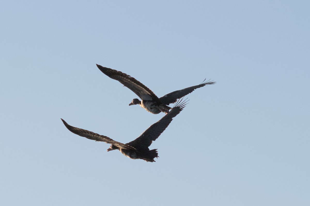 Spur-winged Goose - ML422439561