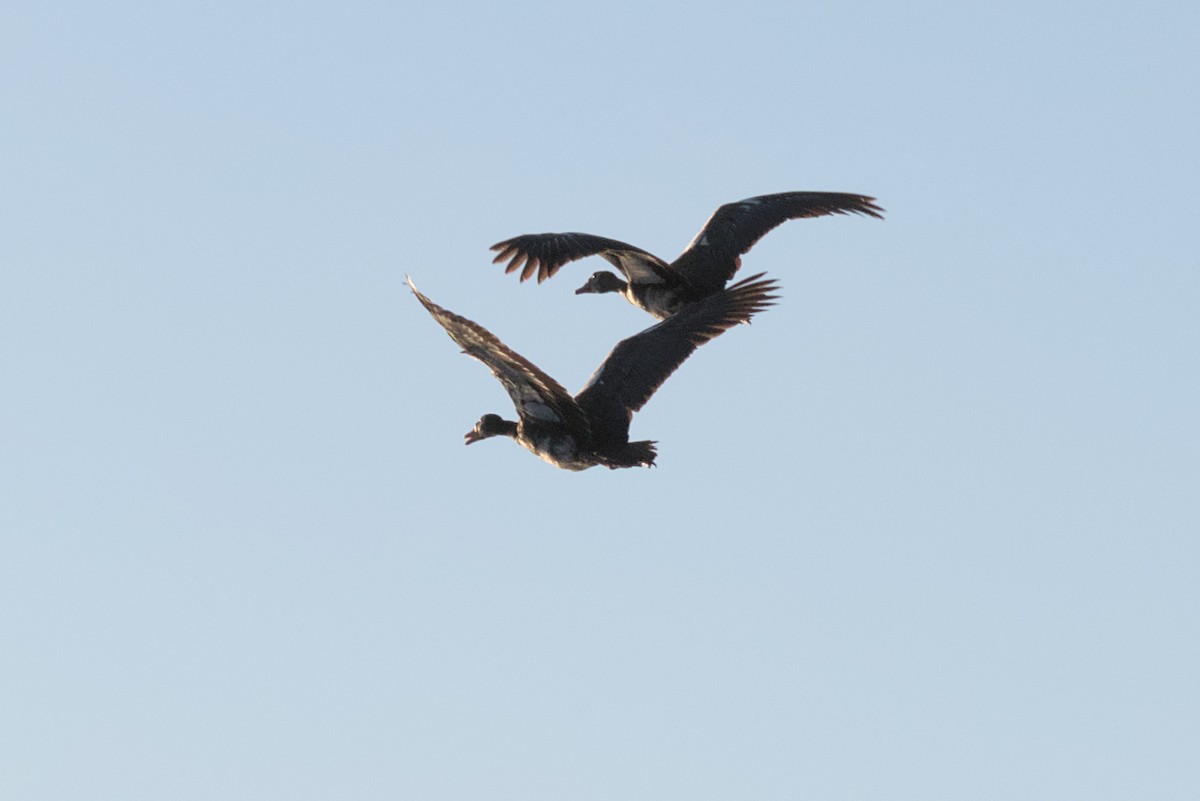 Spur-winged Goose - ML422439681