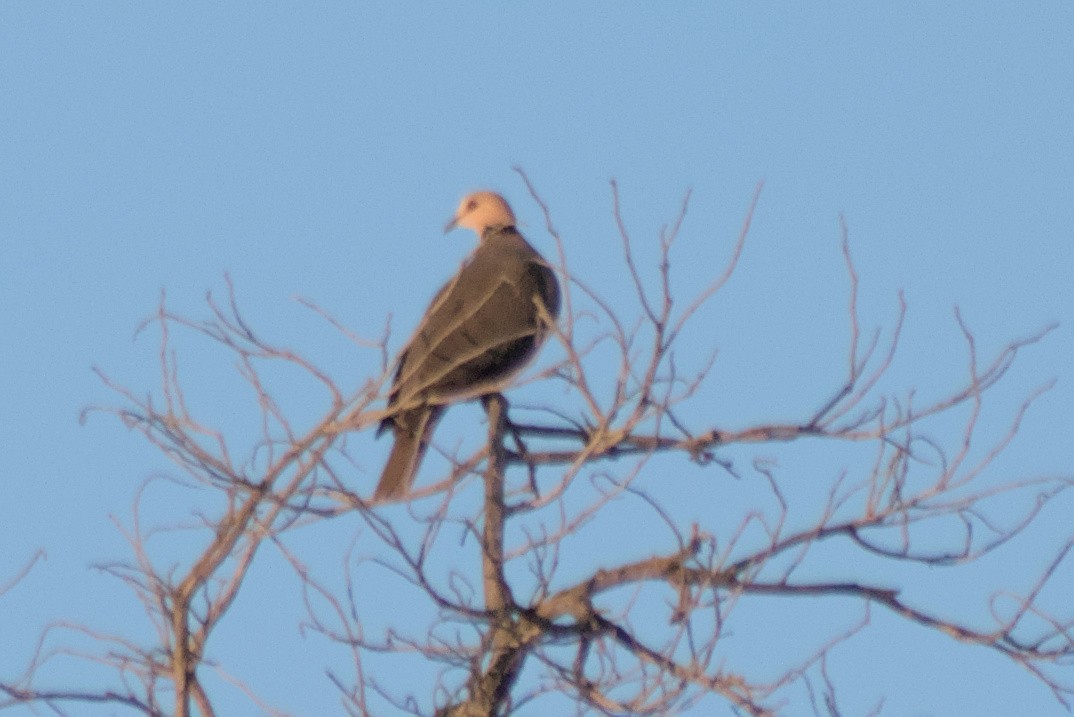 Ring-necked Dove - ML422439751