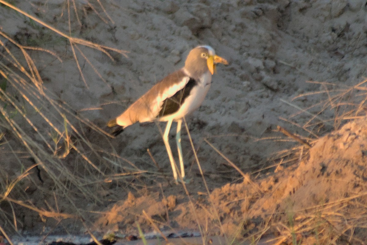 White-crowned Lapwing - ML422440001