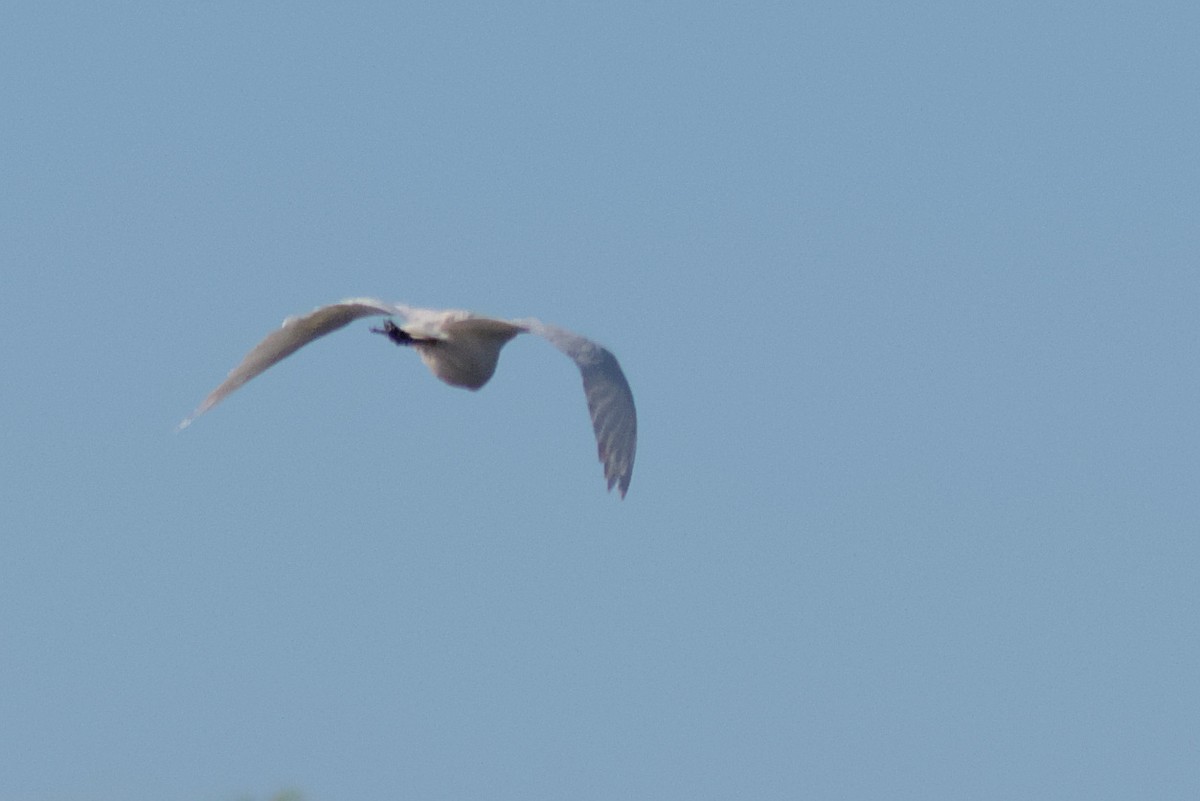 Yellow-billed Egret - ML422440171
