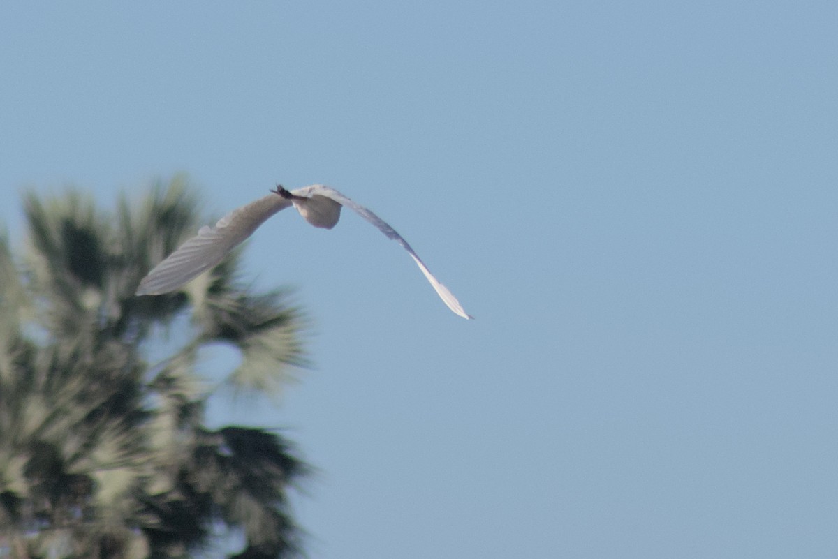Yellow-billed Egret - ML422440221