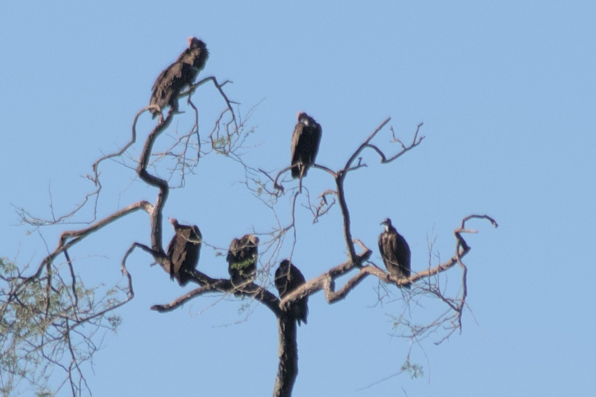 White-backed Vulture - ML422440401