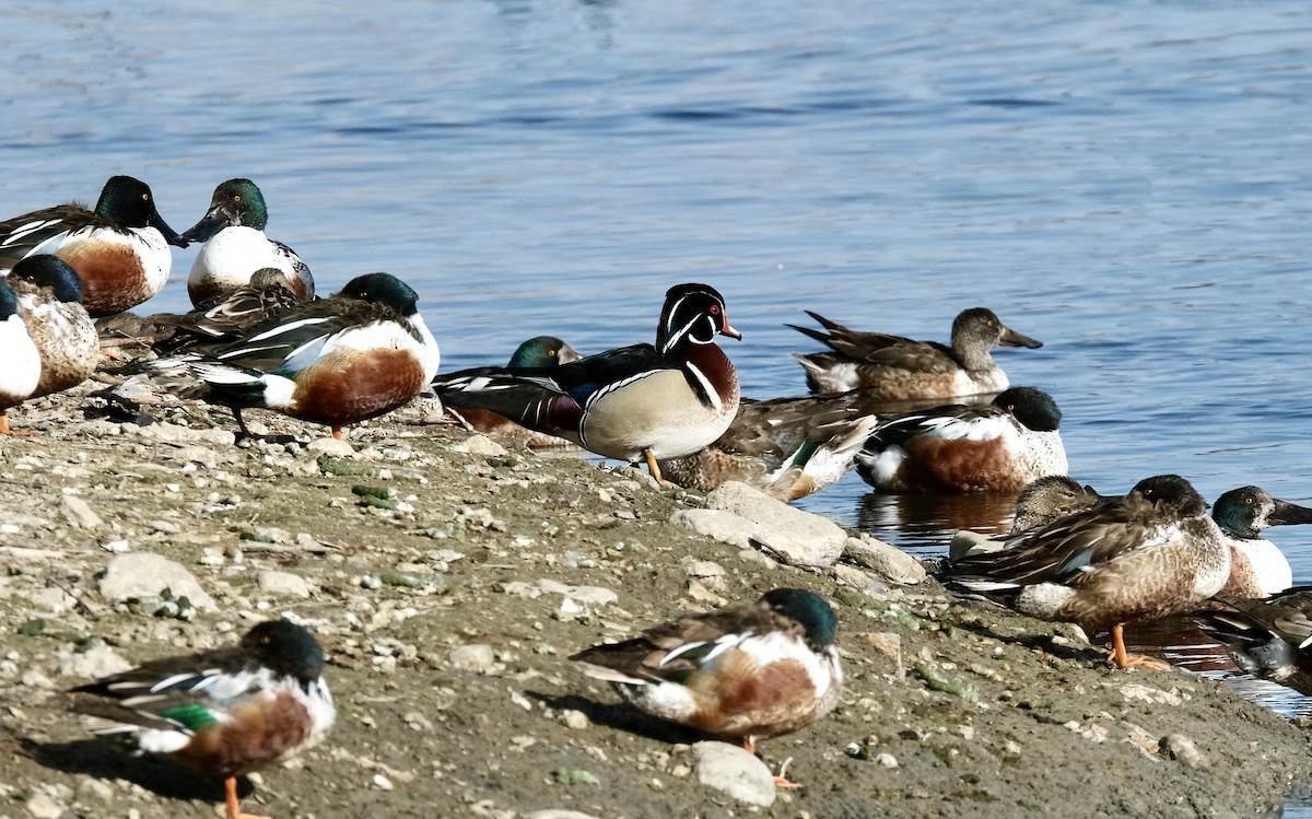 Wood Duck - ML422440431