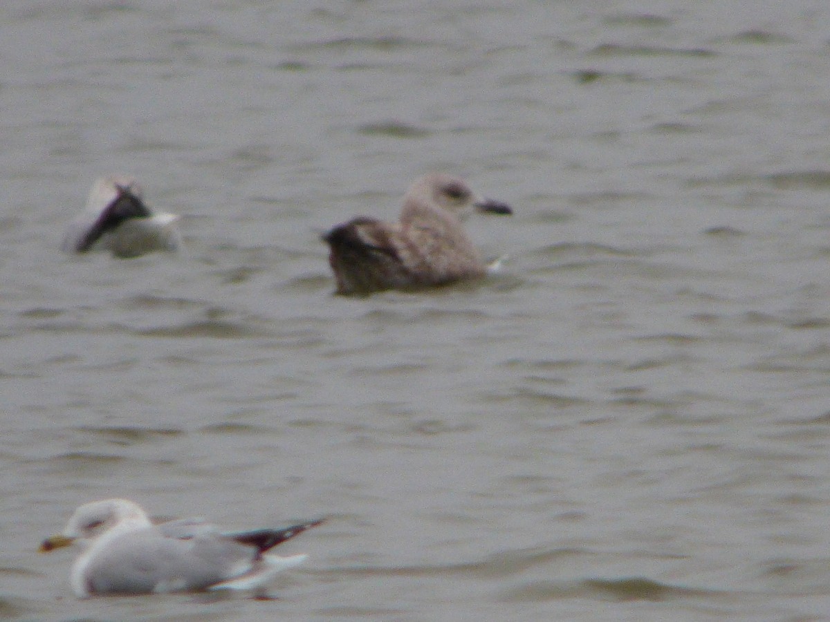 Herring Gull - Phil Ryan